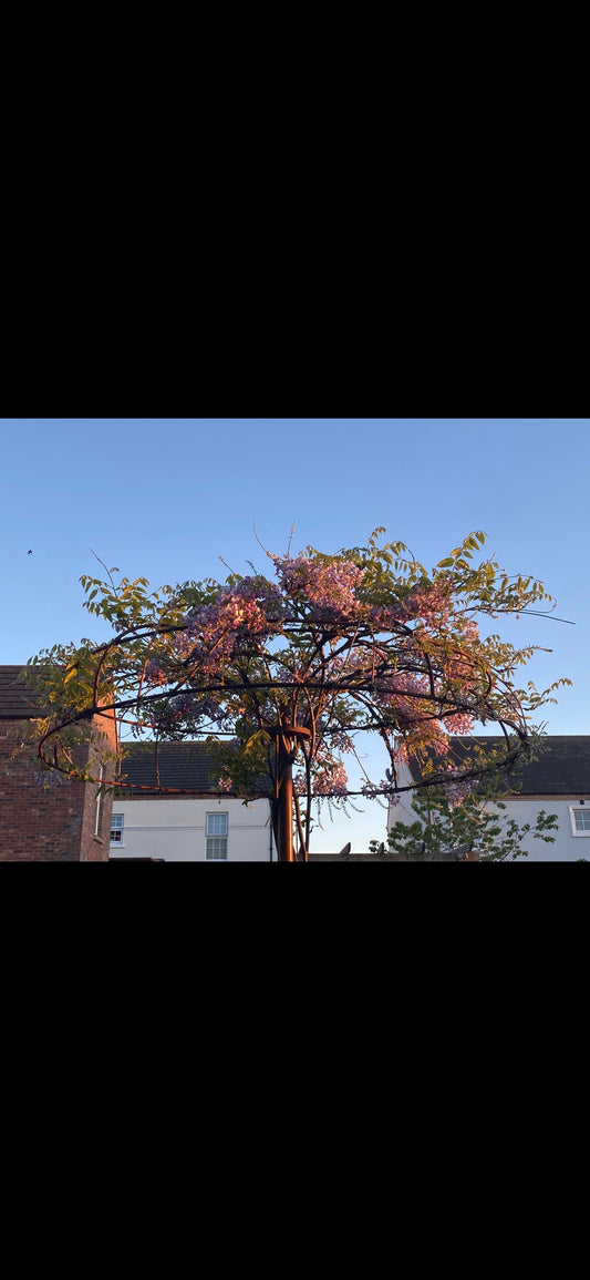 Steel umbrella plant support