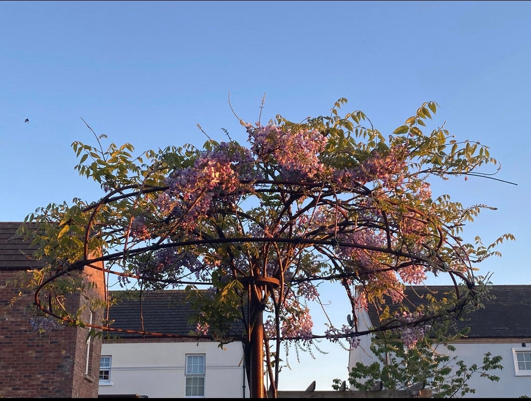 Stree umbrella plant support by Fire Pit Stop NI