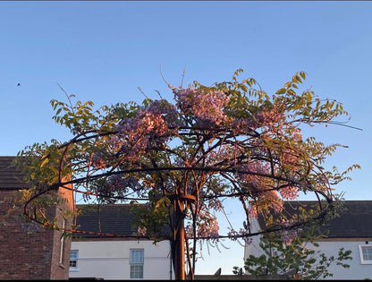 Stree umbrella plant support by Fire Pit Stop NI